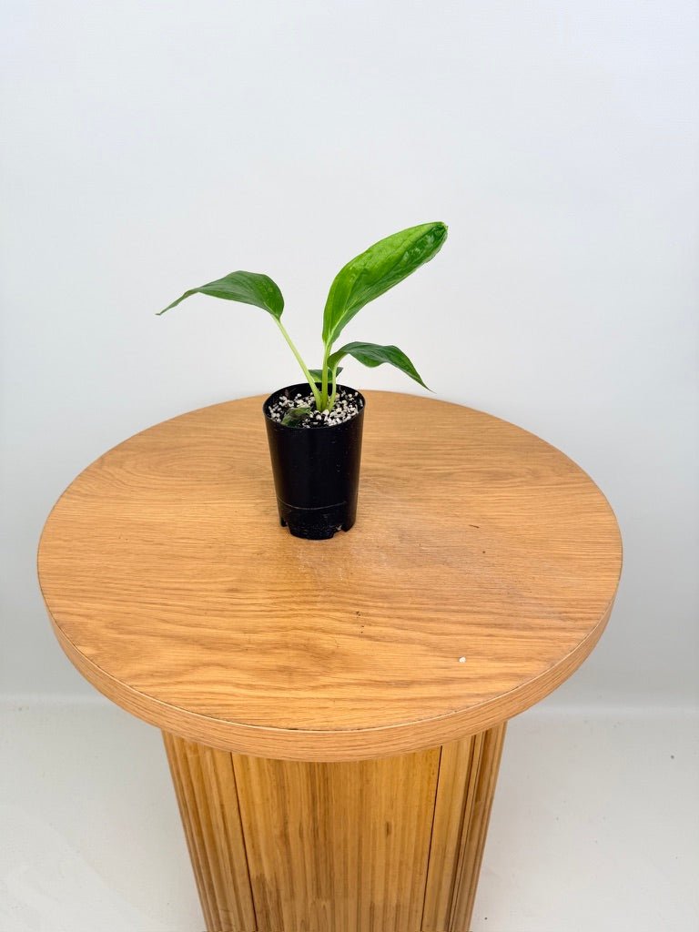Tacca Integrifolia - White Bat Plant | Uprooted