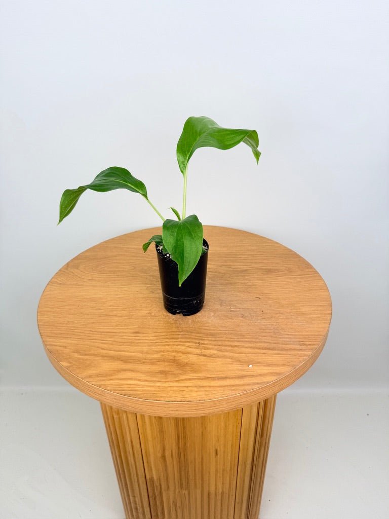 Tacca Integrifolia - White Bat Plant | Uprooted