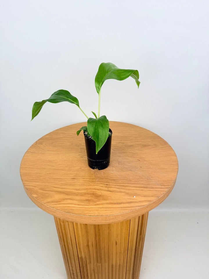 Tacca Integrifolia - White Bat Plant | Uprooted