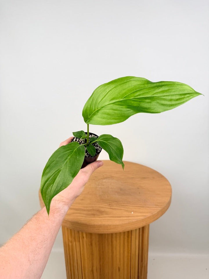 Tacca Integrifolia - White Bat Plant | Uprooted