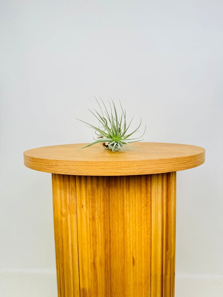 Tillandsia Cotton Candy | Uprooted