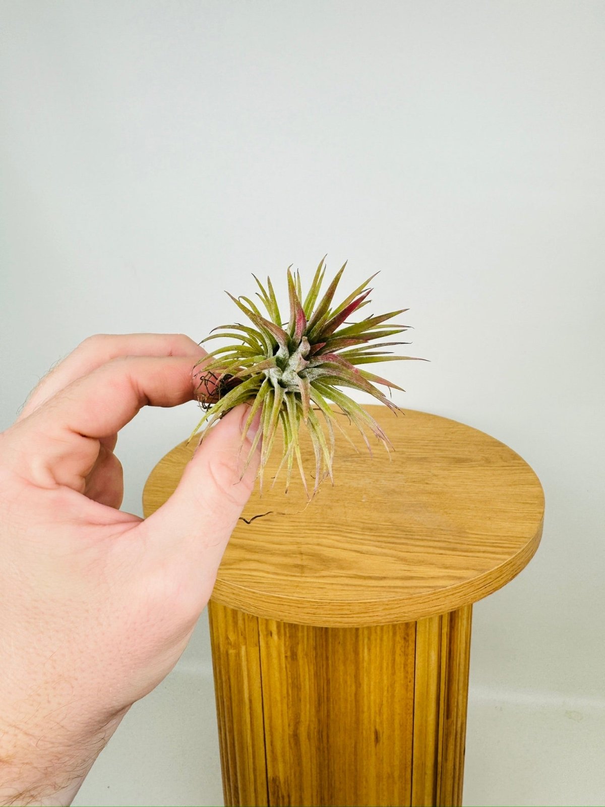 Tillandsia Ionantha - Mexico | Uprooted