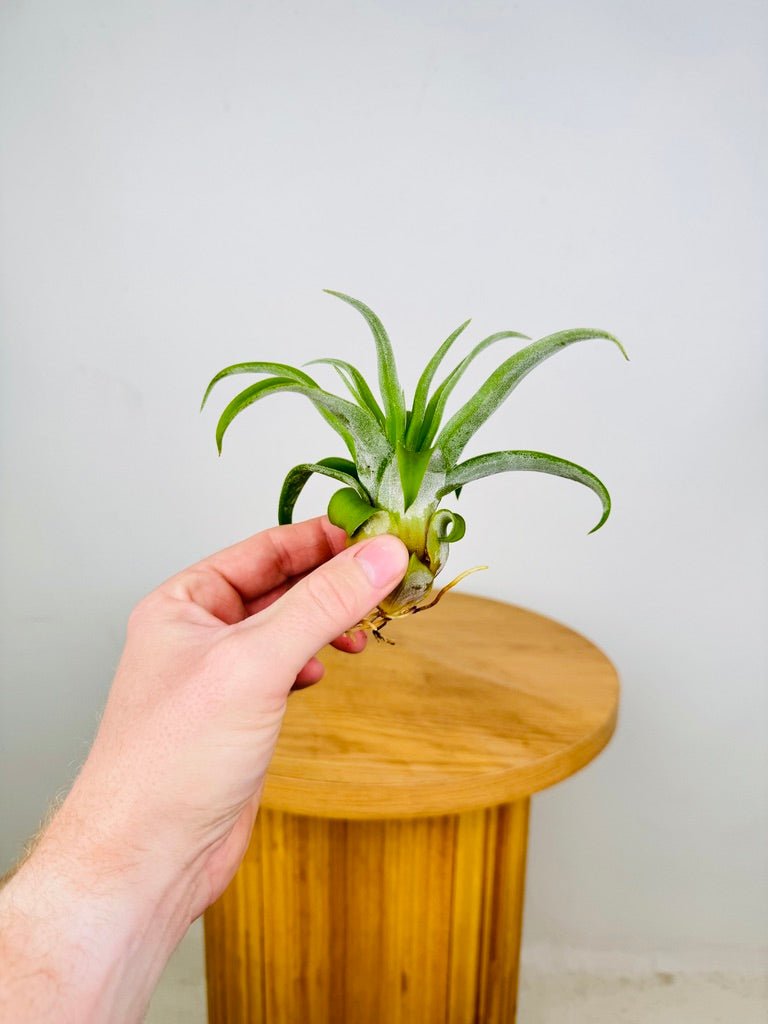 Tillandsia Streptophylla | Uprooted
