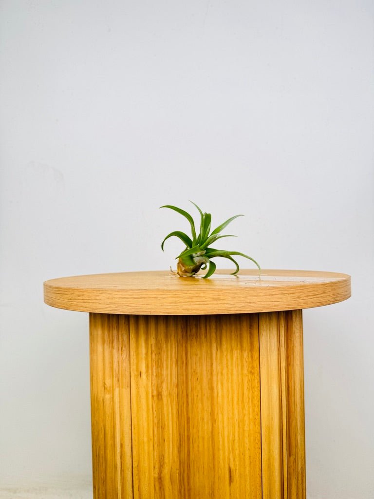 Tillandsia Streptophylla | Uprooted