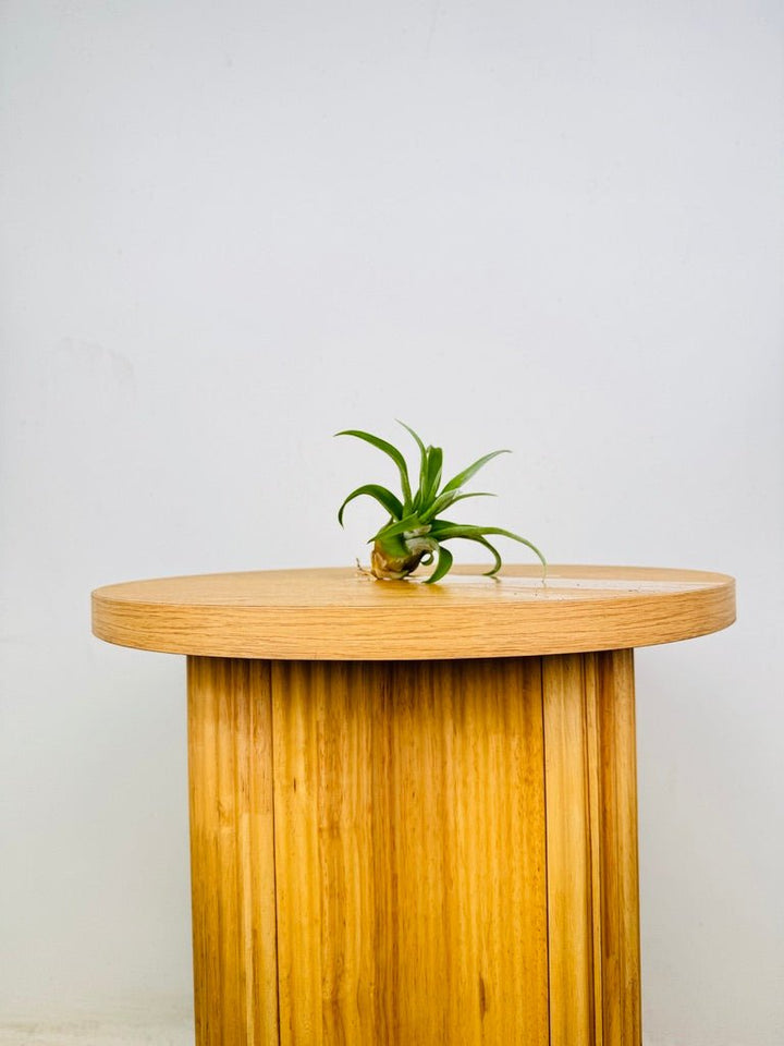 Tillandsia Streptophylla | Uprooted
