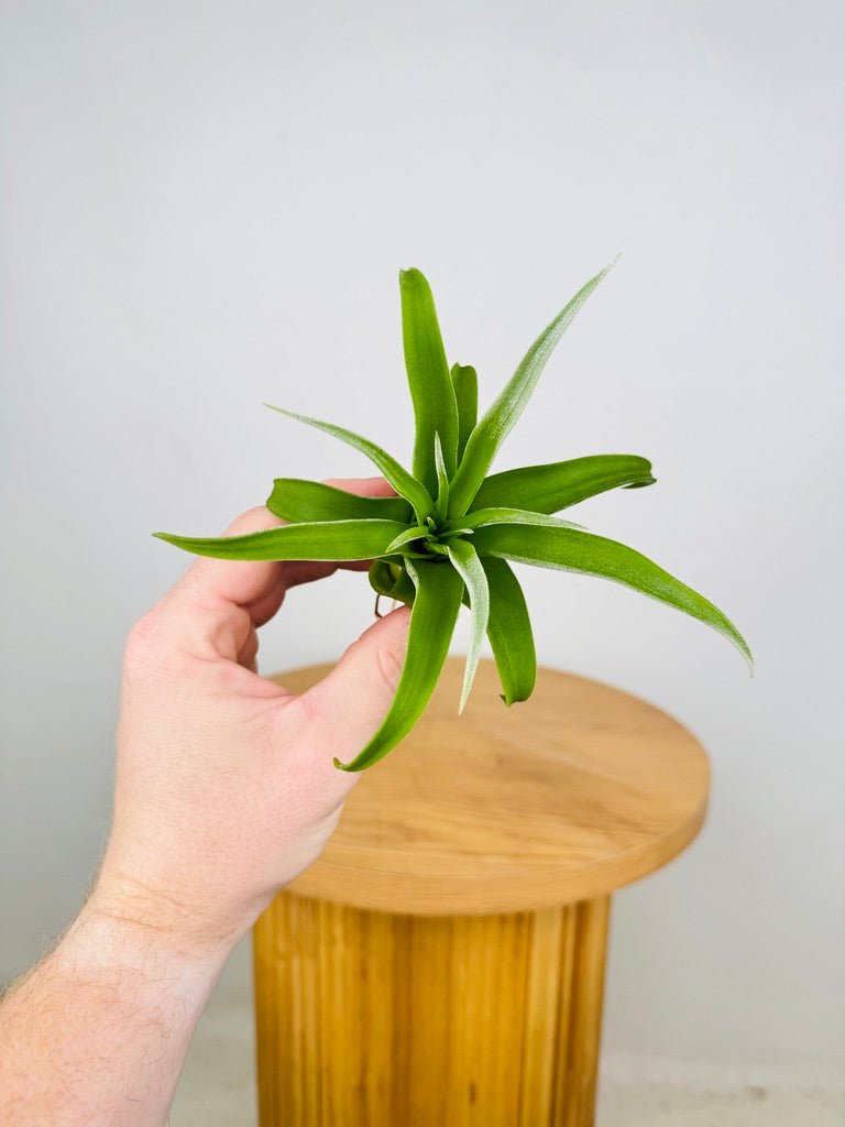 Tillandsia Streptophylla | Uprooted