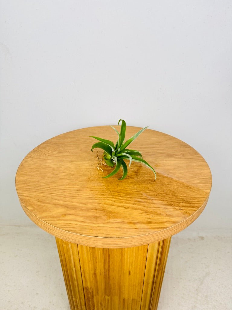 Tillandsia Streptophylla | Uprooted