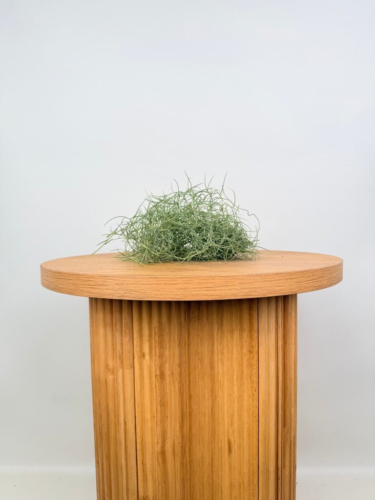 Tillandsia Usneoides - Spanish Moss | Uprooted