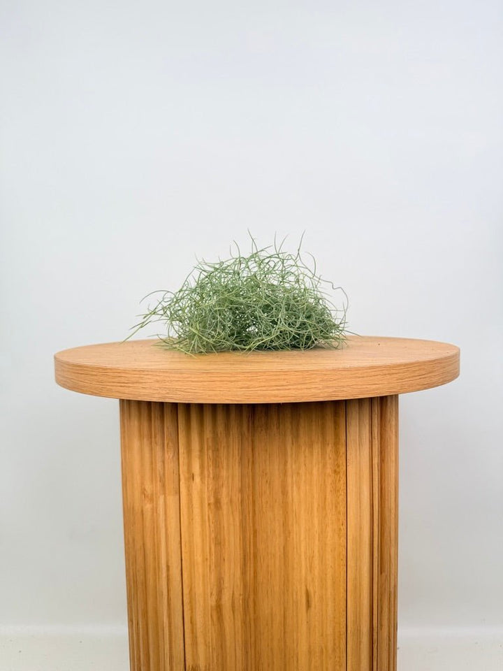 Tillandsia Usneoides - Spanish Moss | Uprooted