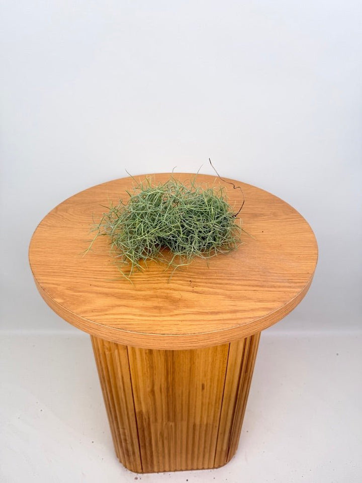 Tillandsia Usneoides - Spanish Moss | Uprooted