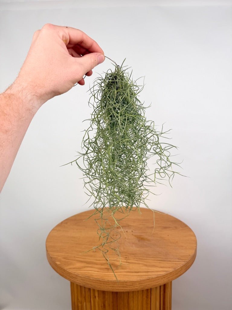 Tillandsia Usneoides - Spanish Moss | Uprooted