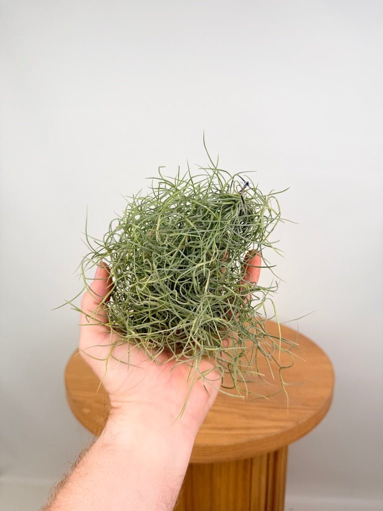 Tillandsia Usneoides - Spanish Moss | Uprooted