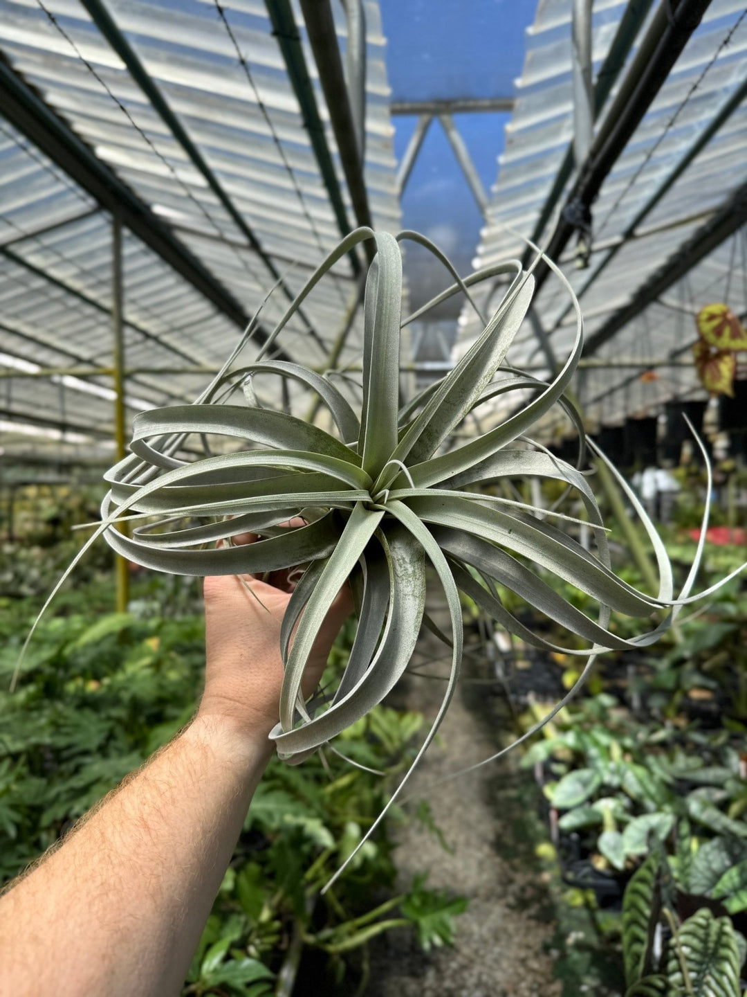 Tillandsia Xerographica | Uprooted
