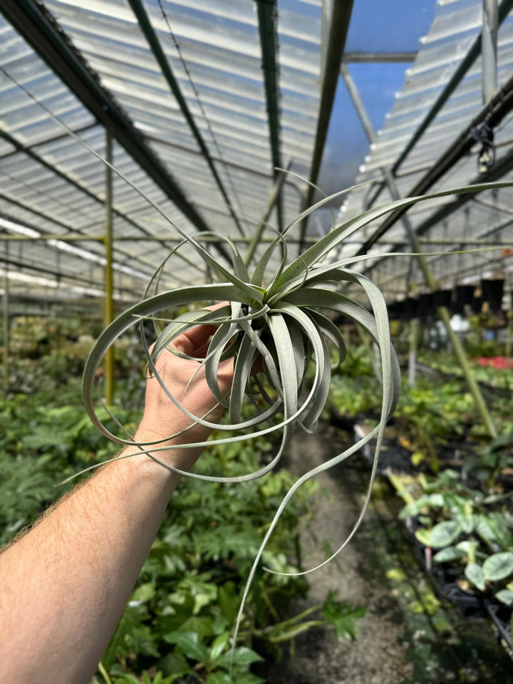Tillandsia Xerographica | Uprooted