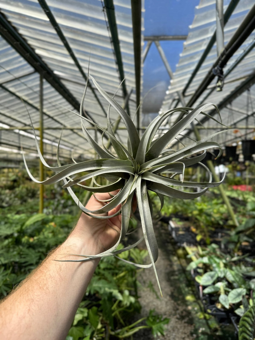 Tillandsia Xerographica | Uprooted
