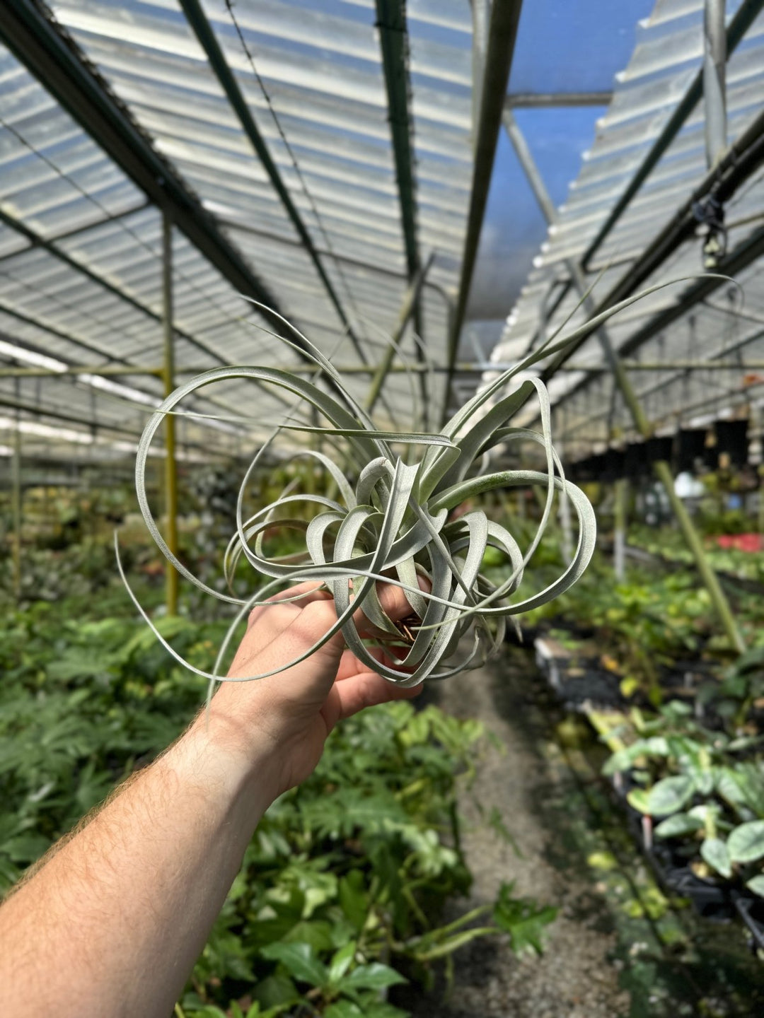 Tillandsia Xerographica | Uprooted