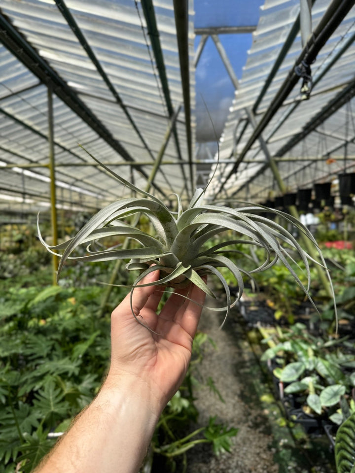 Tillandsia Xerographica | Uprooted