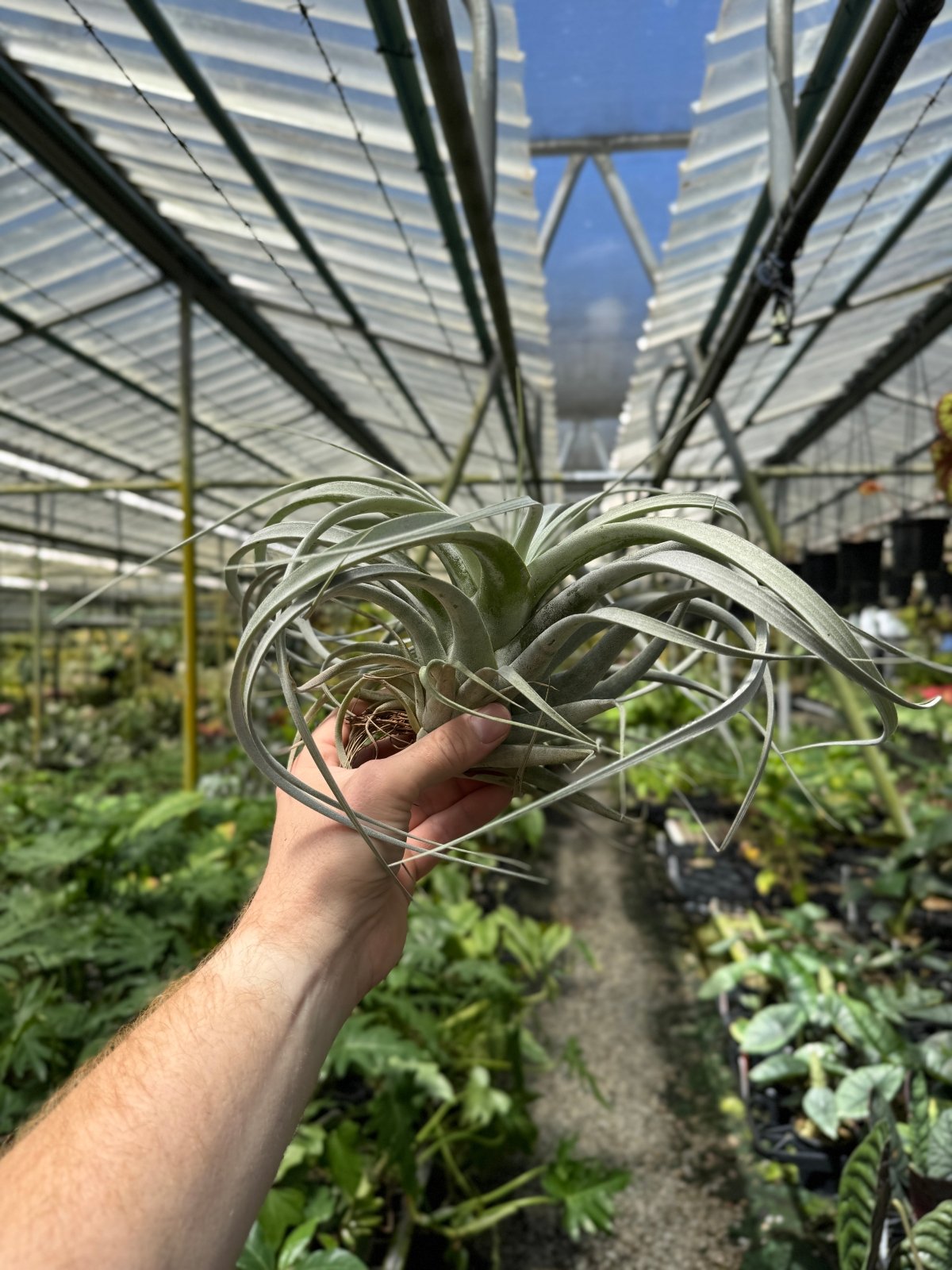 Tillandsia Xerographica | Uprooted | Buy Plants Online Australia