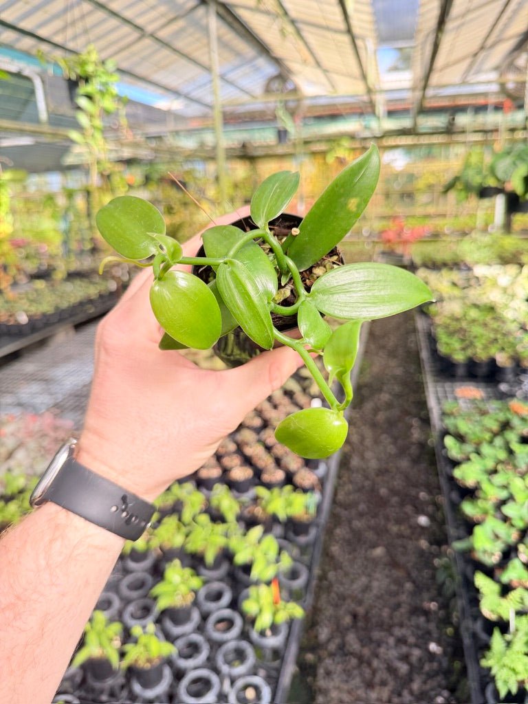 Vanilla Planifolia - Green Form | Uprooted