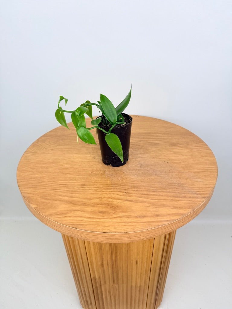 Vanilla Planifolia | Uprooted