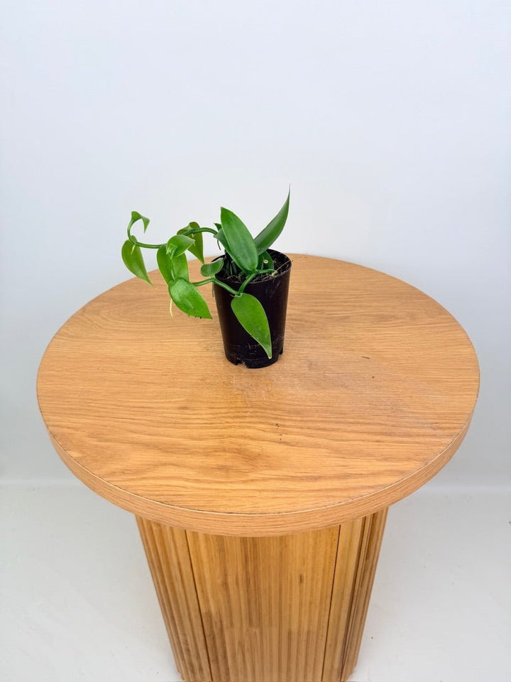 Vanilla Planifolia | Uprooted