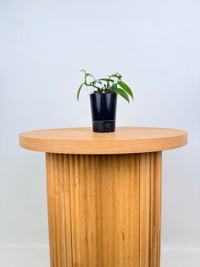 Vanilla Planifolia | Uprooted