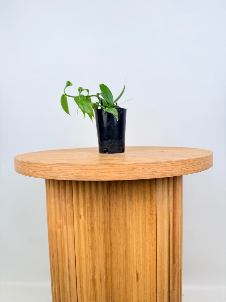 Vanilla Planifolia | Uprooted