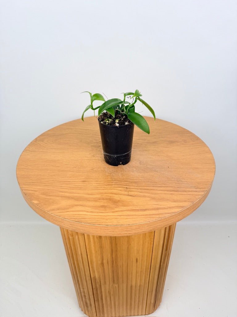 Vanilla Planifolia | Uprooted