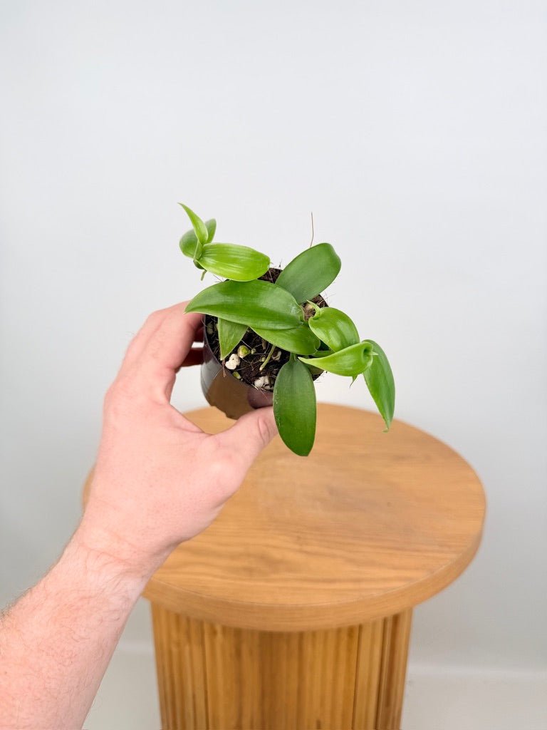 Vanilla Planifolia | Uprooted