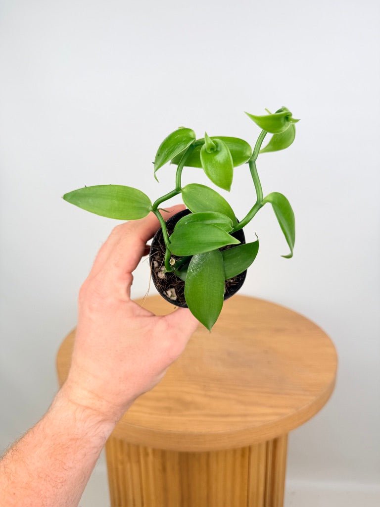 Vanilla Planifolia | Uprooted