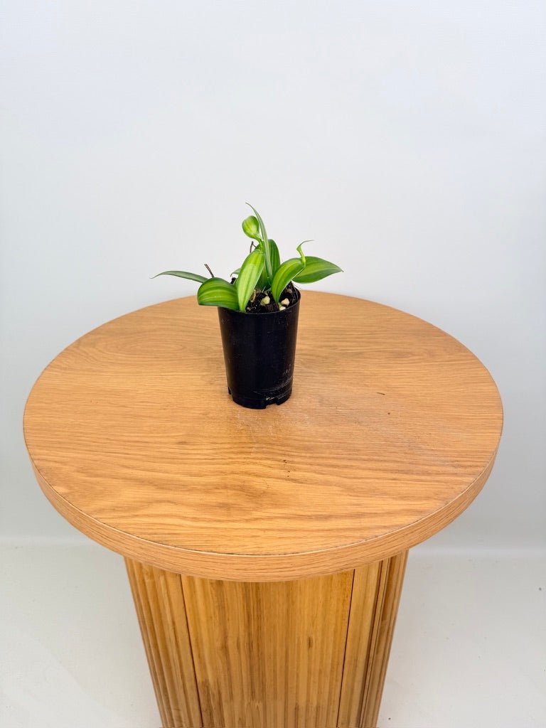 Vanilla Planifolia Variegata | Uprooted