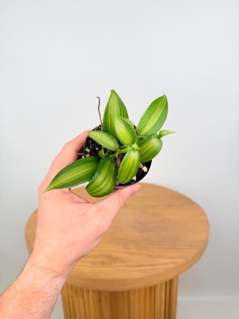 Vanilla Planifolia Variegata | Uprooted