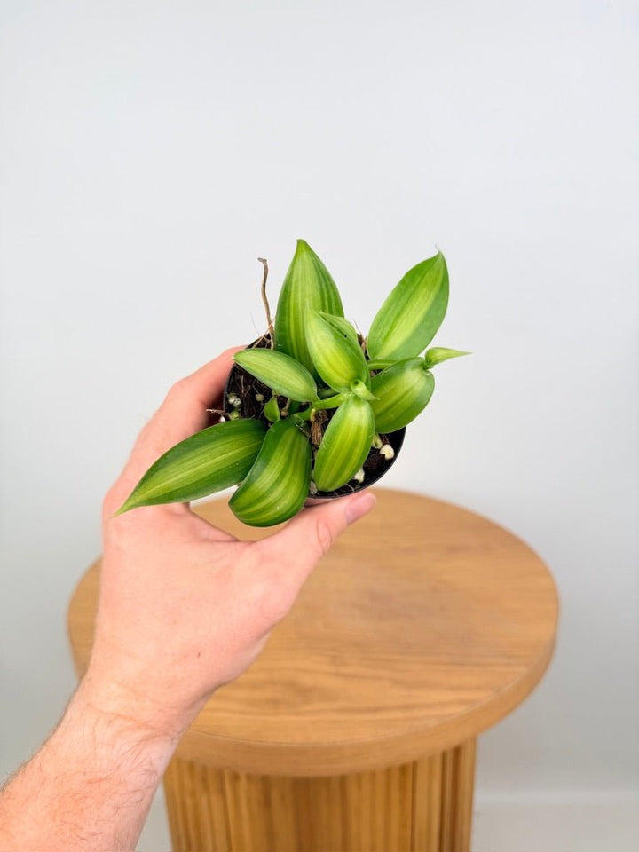 Vanilla Planifolia Variegata | Uprooted