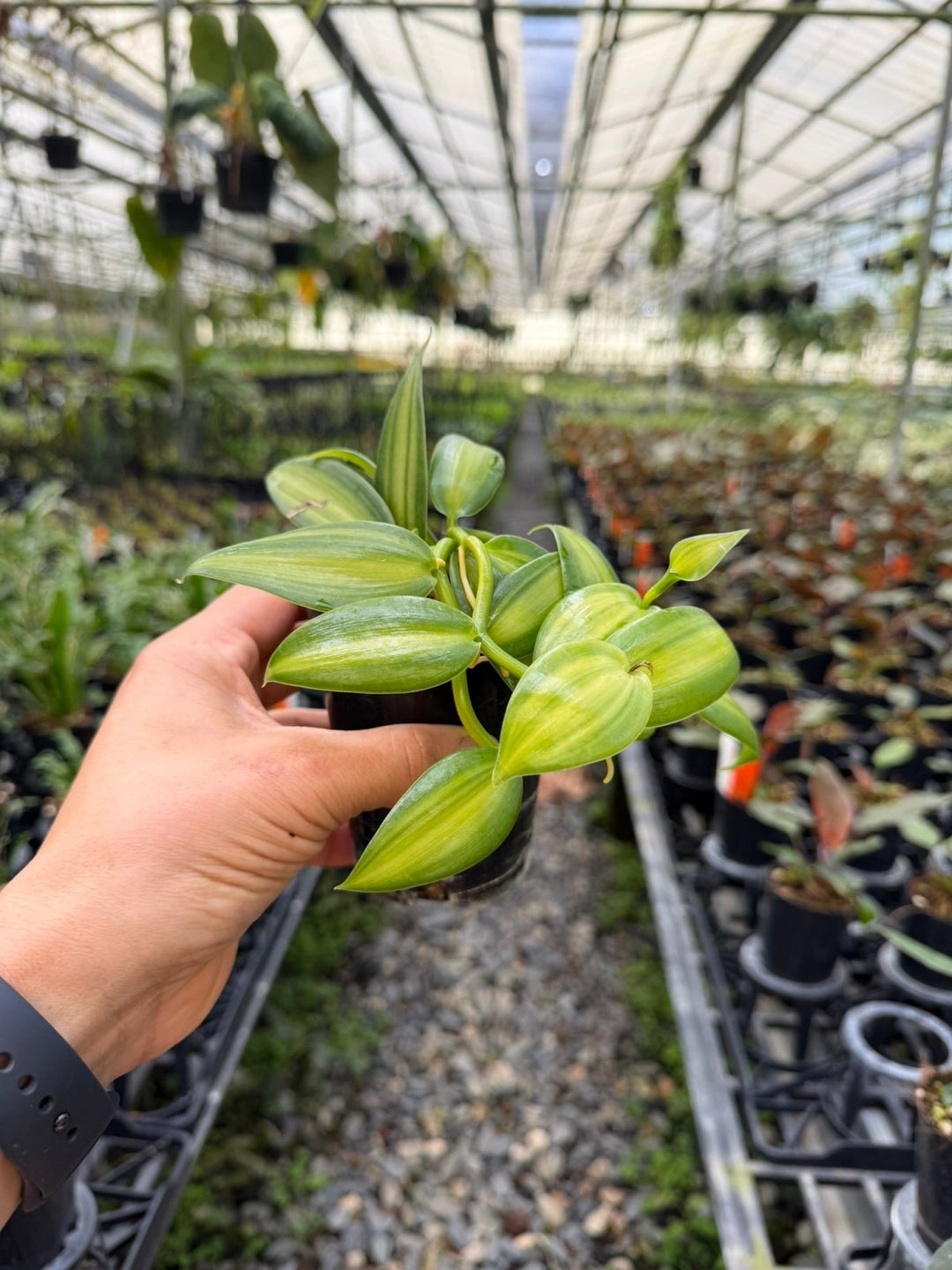Vanilla Planifolia Variegata | Uprooted