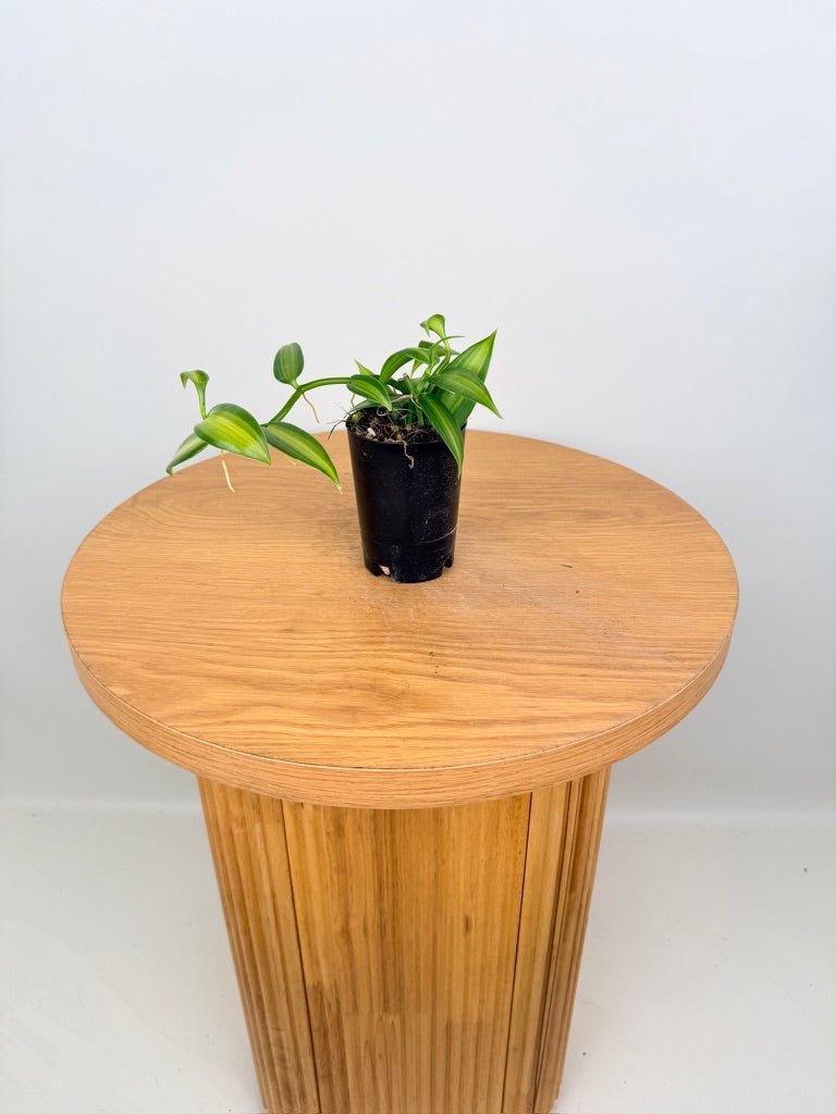 Vanilla Planifolia Variegata | Uprooted