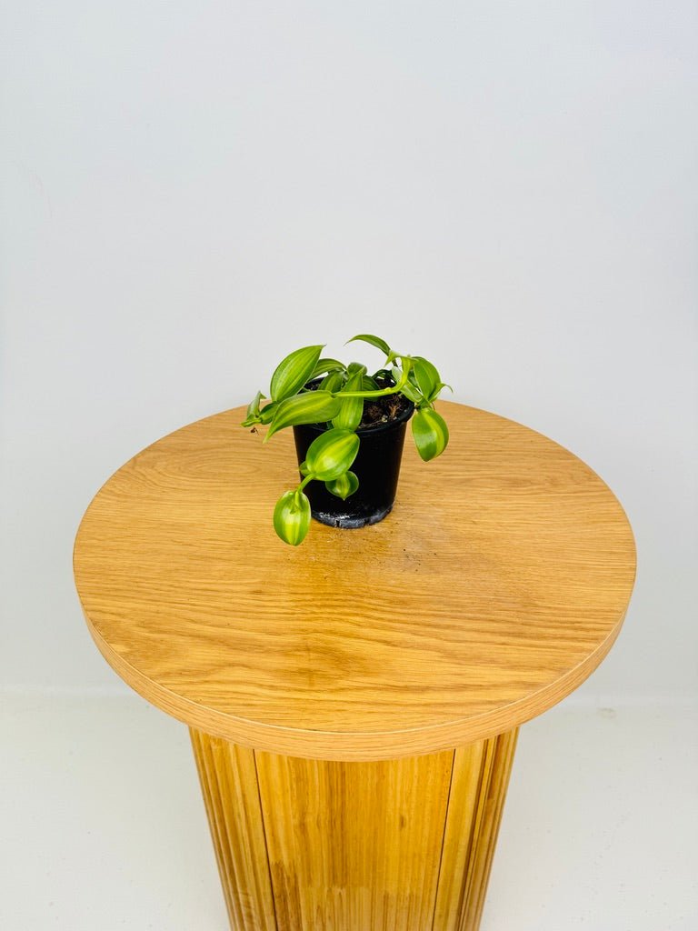 Vanilla Planifolia Variegata | Uprooted | Buy Plants Online Australia