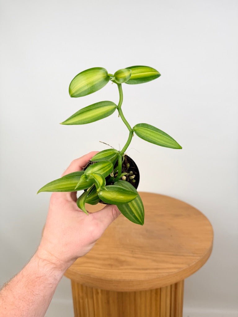 Vanilla Planifolia Variegata | Uprooted