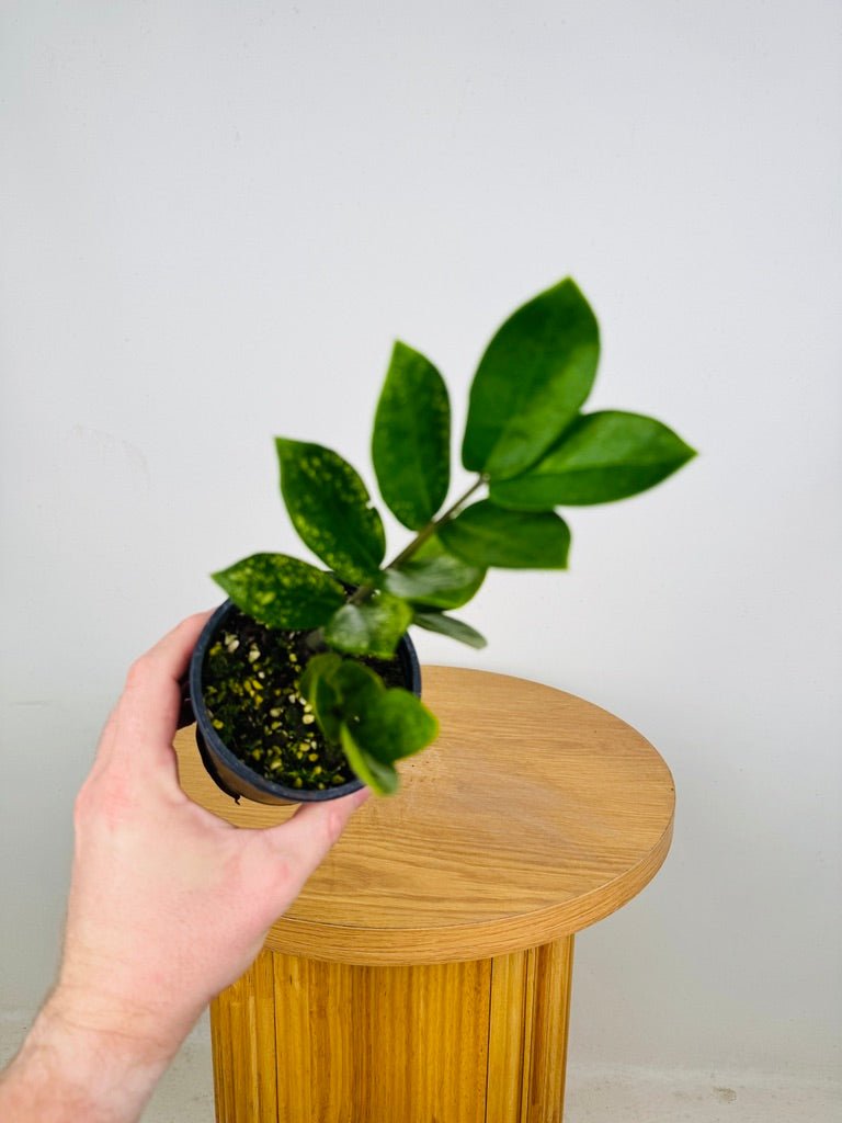その他観葉植物 Zamioculcas zamifolia Akebono B E G Zamioculcas zamiifolia “Akebono” variegata 10cm pot | Cycadales
