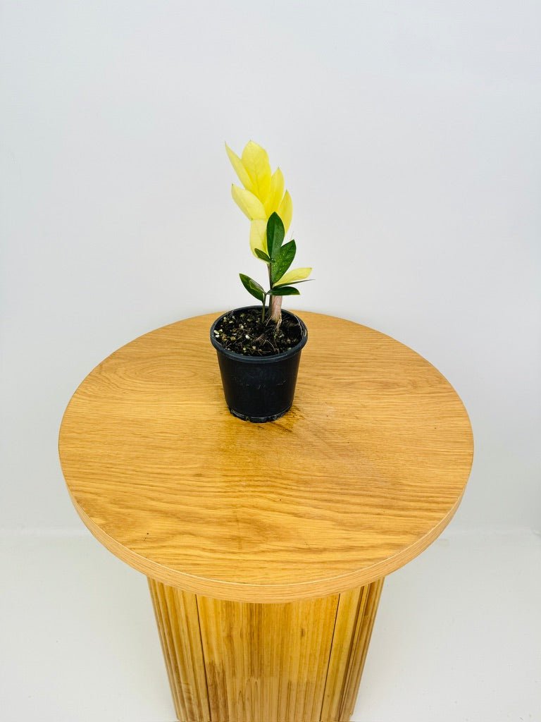 akebono zz plant Zamioculcas Zamiifolia - Akebono | Uprooted