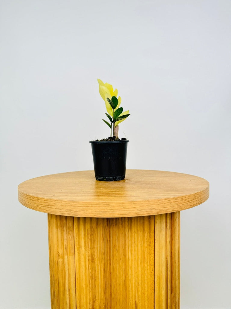 その他観葉植物 Zamioculcas zamifolia Akebono B E G Zamioculcas zamifolia Akebono B E G - メルカリ