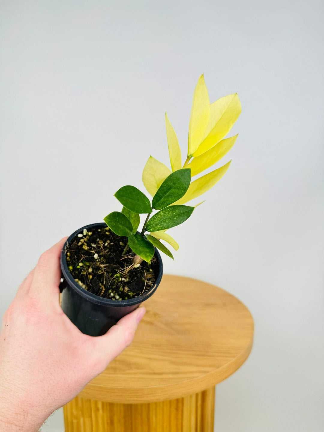 akebono zz plant Zamioculcas Zamiifolia - Akebono | Uprooted