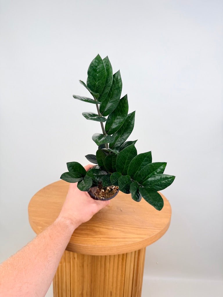 Zamioculcas Zamiifolia - Jungle Warrior | Uprooted
