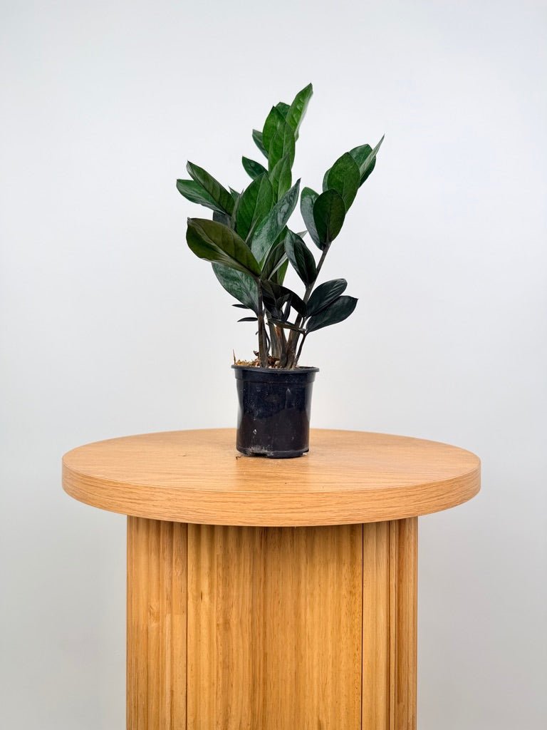 Zamioculcas Zamiifolia - Jungle Warrior | Uprooted