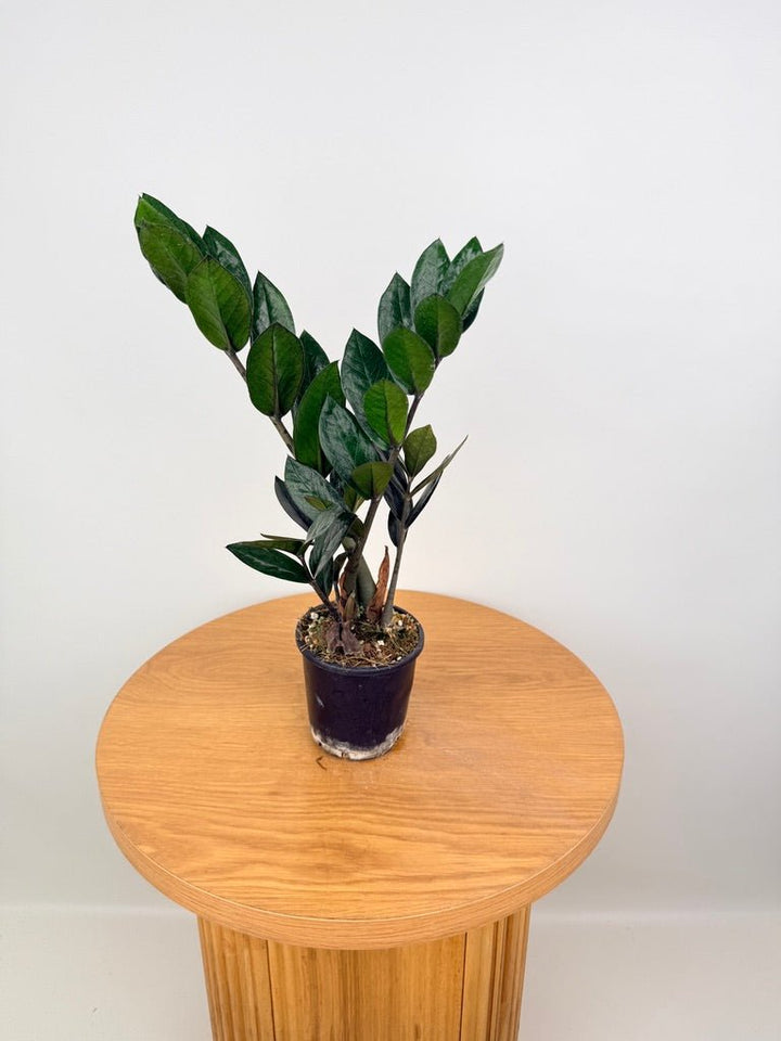 Zamioculcas Zamiifolia - Jungle Warrior | Uprooted