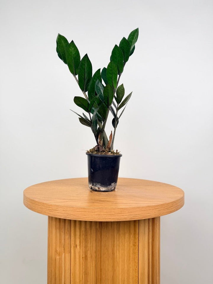 Zamioculcas Zamiifolia - Jungle Warrior | Uprooted