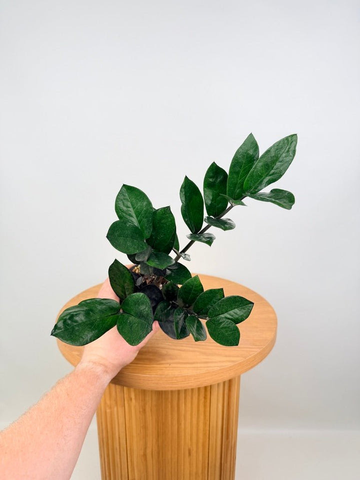 Zamioculcas Zamiifolia - Jungle Warrior | Uprooted