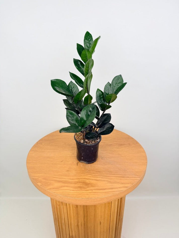 Zamioculcas Zamiifolia - Jungle Warrior | Uprooted