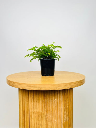 Adiantum Aethiopicum - Maidenhair Fern | Uprooted