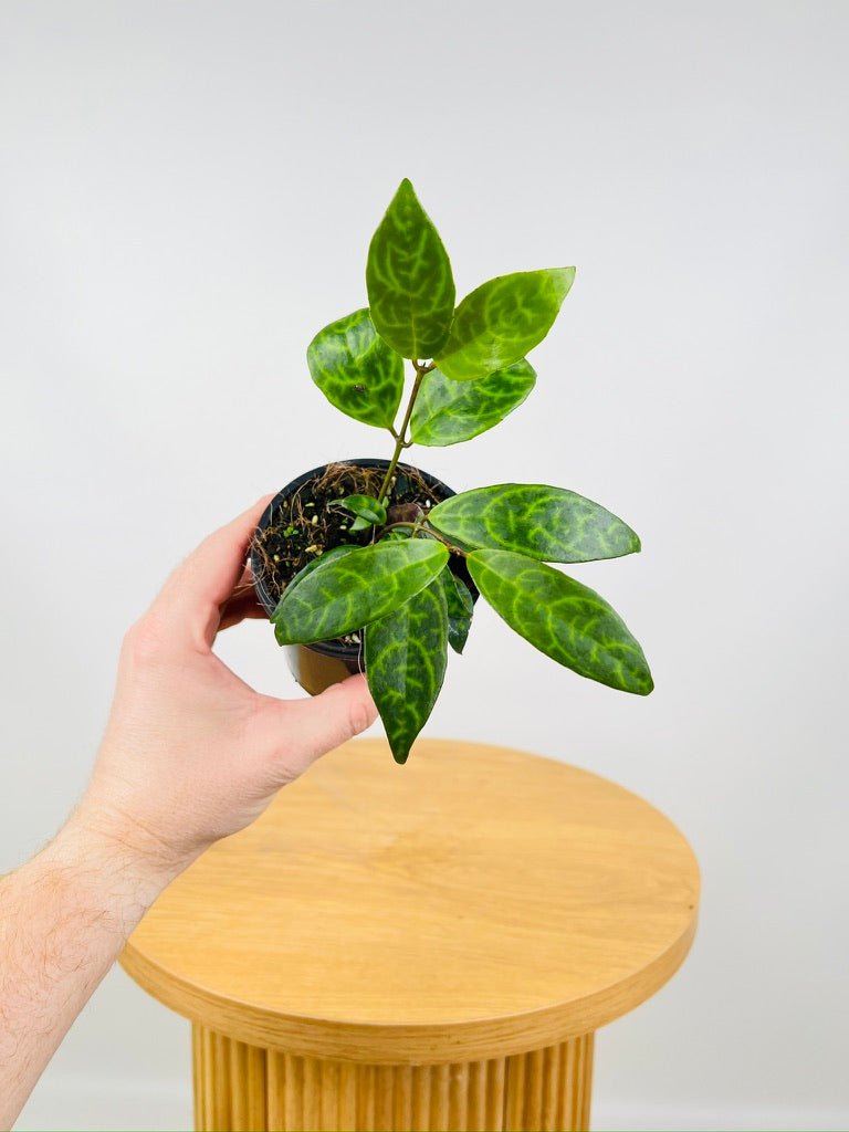 Aeschynanthus Longicaulis - Black Pagoda - Lipstick Plant | Uprooted