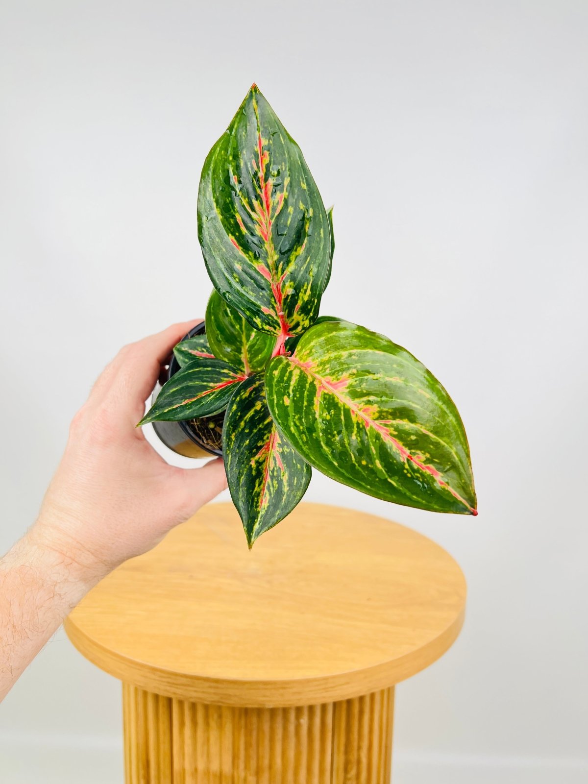 Aglaonema Ammaj Jareon | Uprooted